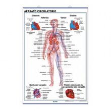 aparato-circulatorio