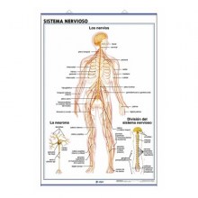 sistema-nervioso